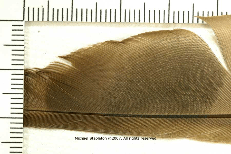 Latent Print on Feather